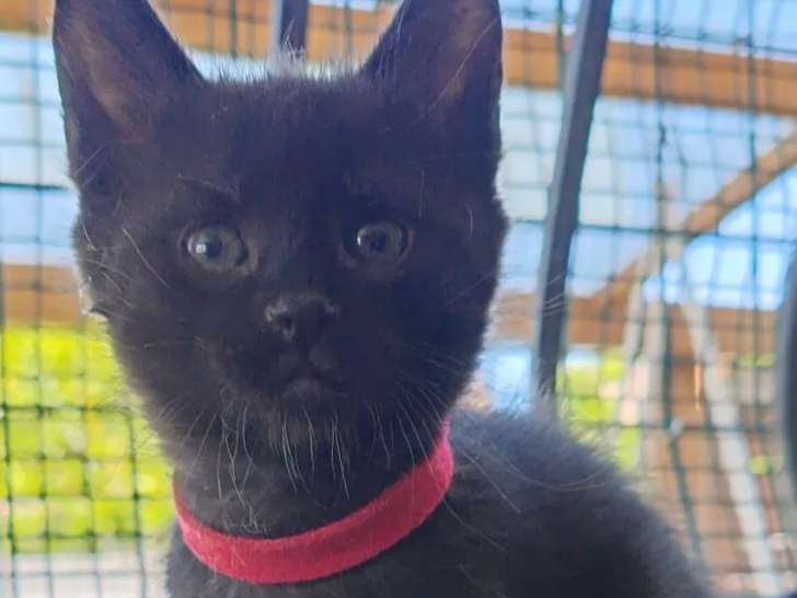À accueillir, chaton mâle noir