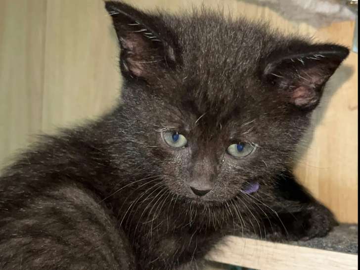 En quête d’un foyer, chaton mâle d’un mois