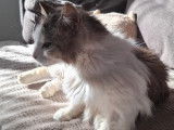 Adoption disponible : chat de 6 ans