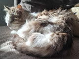 Adoption disponible : chat de 6 ans