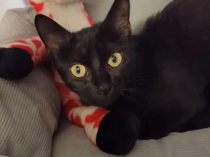 À la recherche d’une famille, chatte de 2 ans