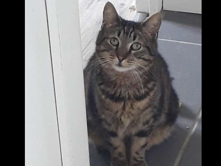 À adopter : chat de couleur tigrée