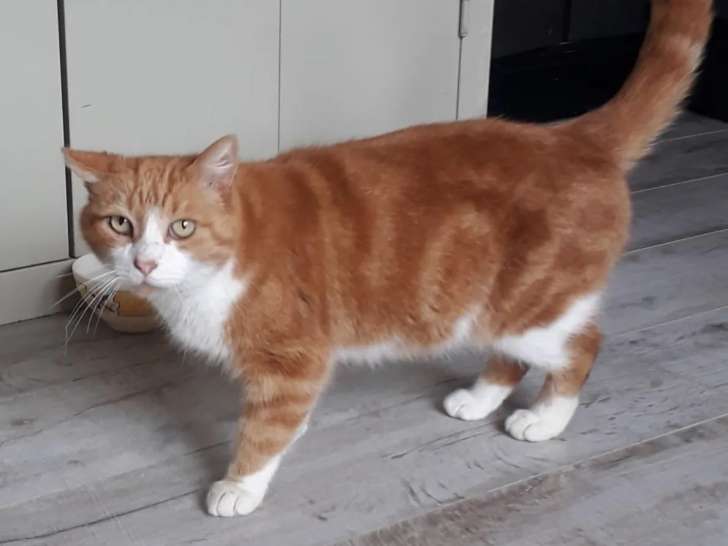 Disponible à l’adoption : chat roux et blanc