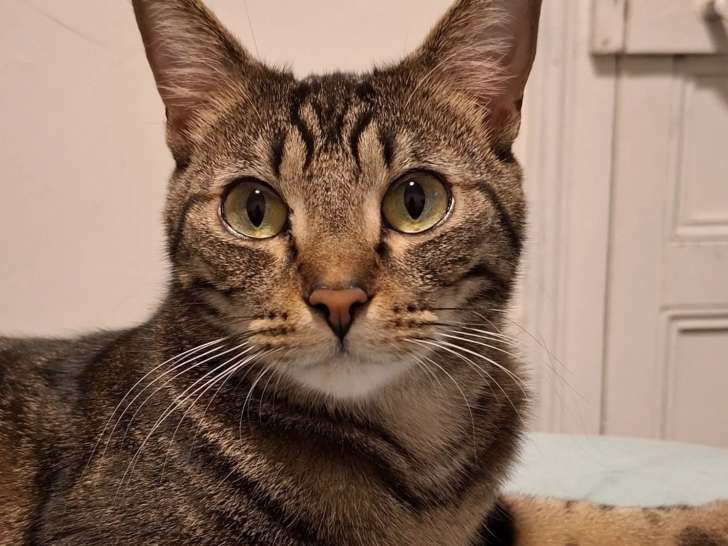 En attente d’adoption : chat âgé de 2 ans