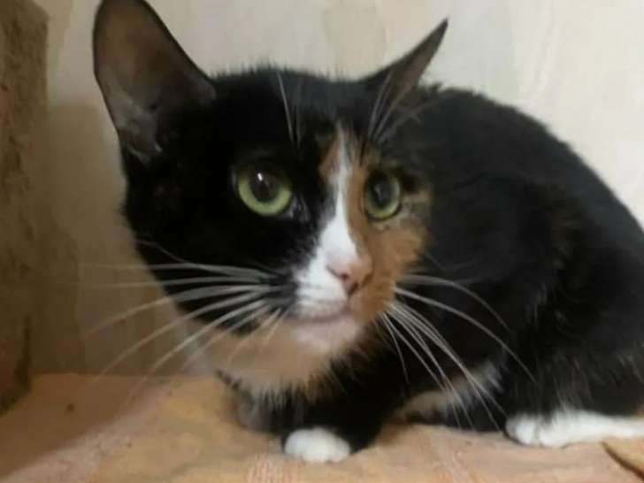Prête pour l’adoption : chatte au pelage tricolore