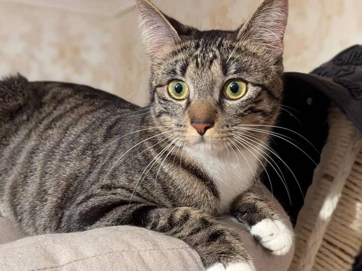 À accueillir : chatte âgée d’un an
