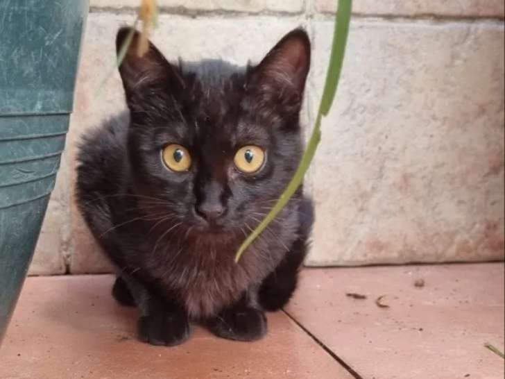 En quête d’un foyer : chaton femelle de 6 mois