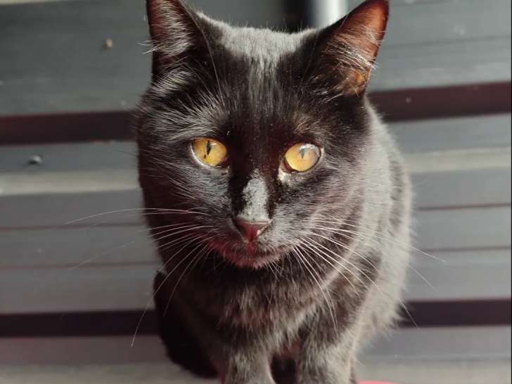 Chatte noire à adopter