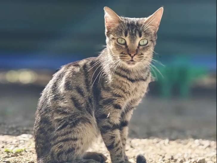Chatte de 2 ans disponible à l'adoption