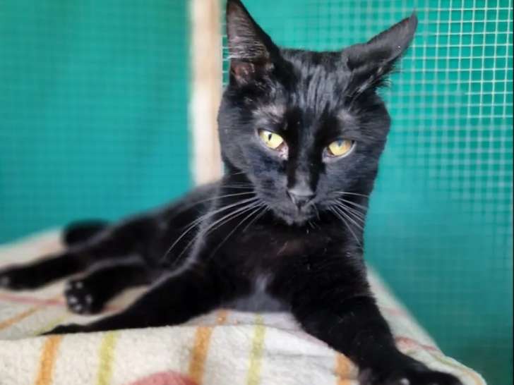 Chatte de couleur noire en attente d'adoption