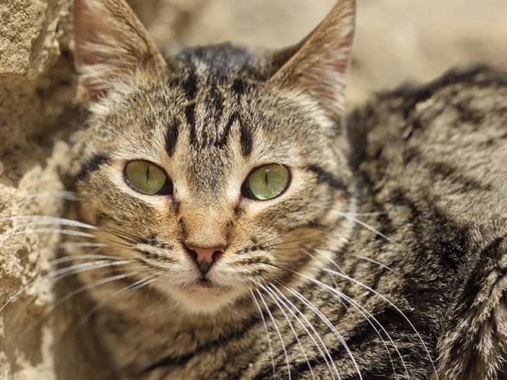 Chatte tigrée prête pour l'adoption