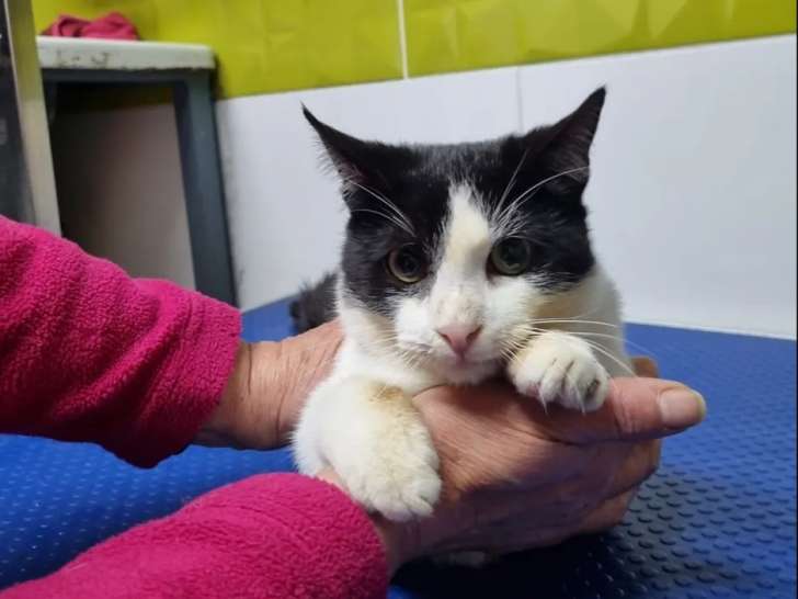 Chat noir et blanc à accueillir
