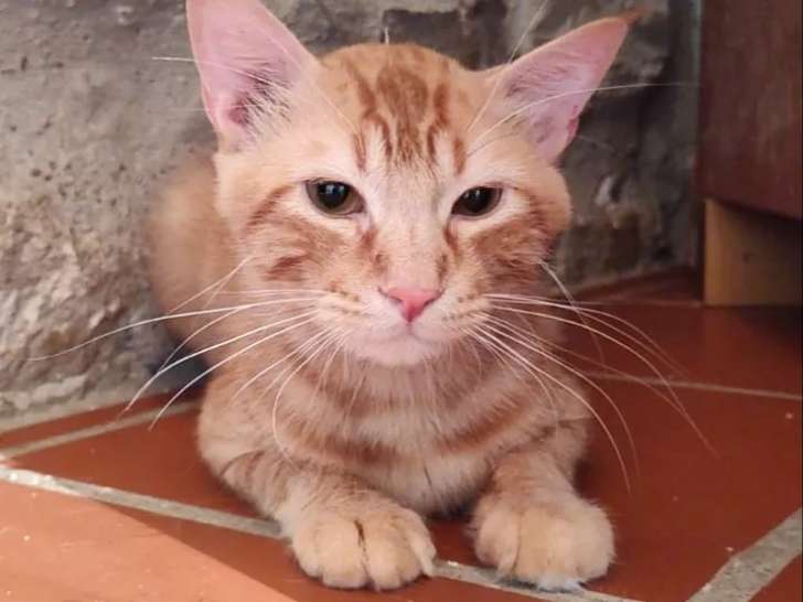 Chat tigré roux en quête d'une famille