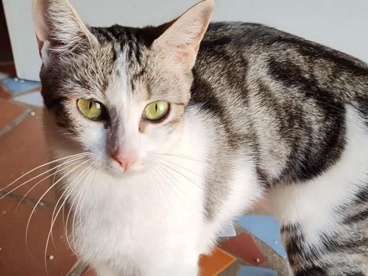 Adoption disponible : chatte tigrée blanche