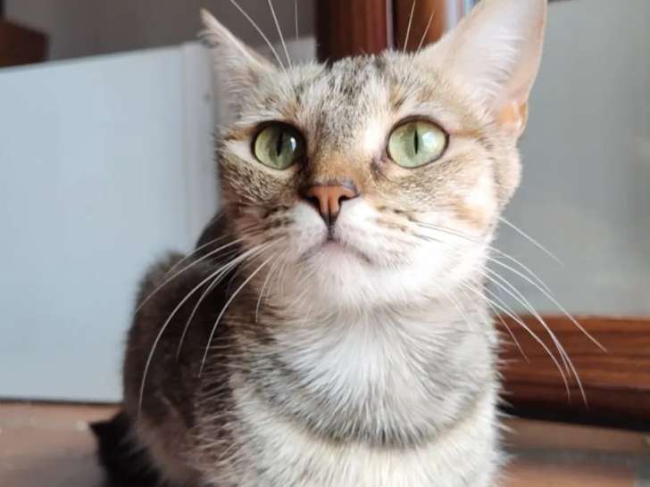 Chatte tigrée à la recherche d’une famille