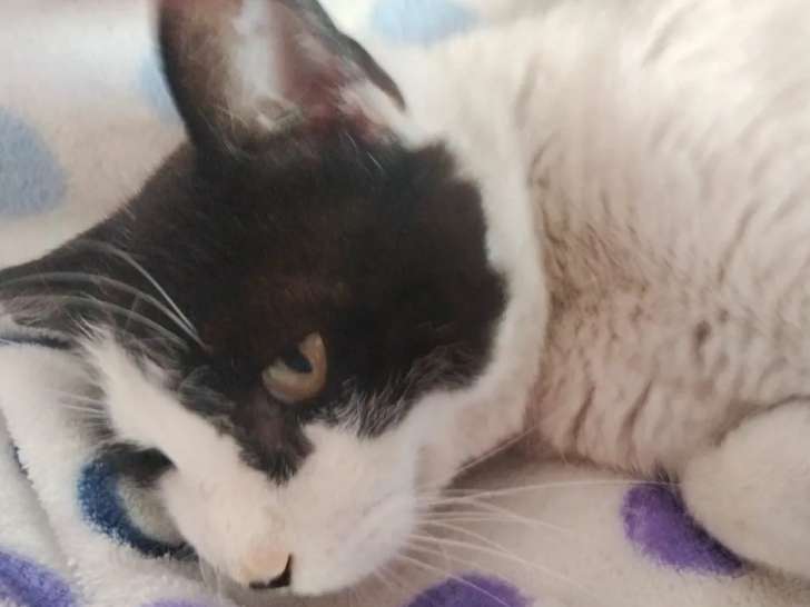 À adopter, chatte de 3 ans