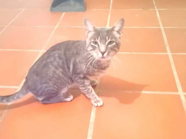 Disponible à l'adoption, chat au pelage tigré