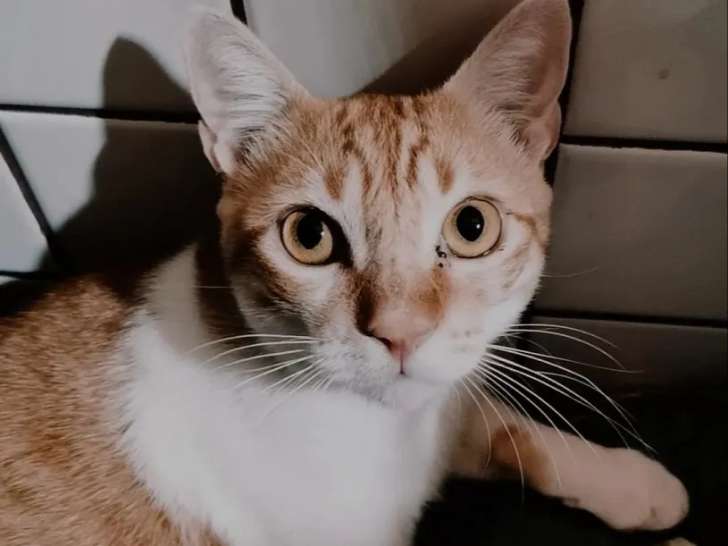 En attente d'adoption, chat roux et blanc
