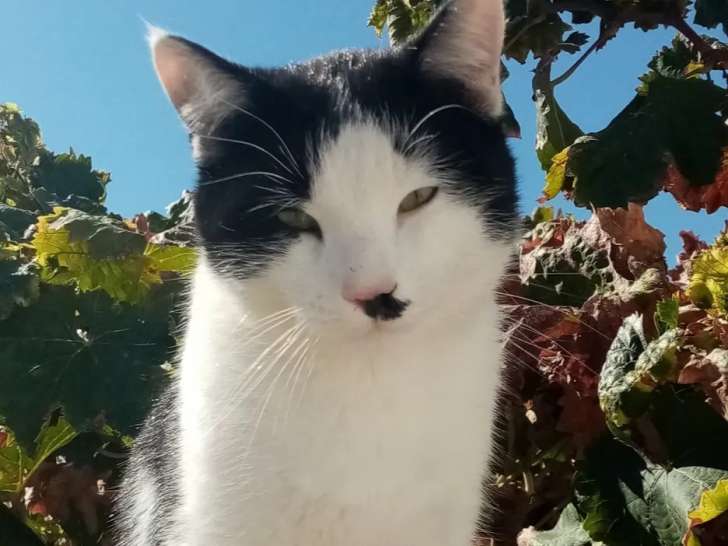 Prêt pour l'adoption, chat noir avec marque blanche