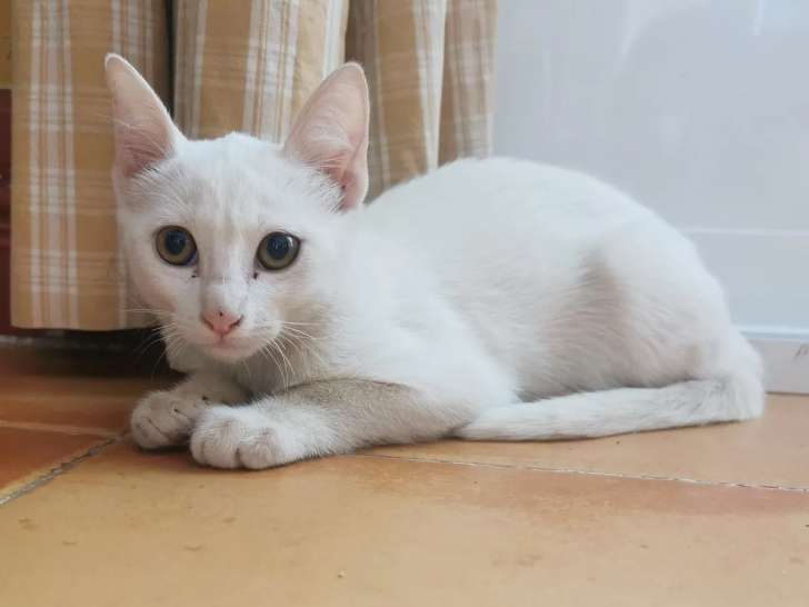 En attente d'une famille, chatte de 4 ans