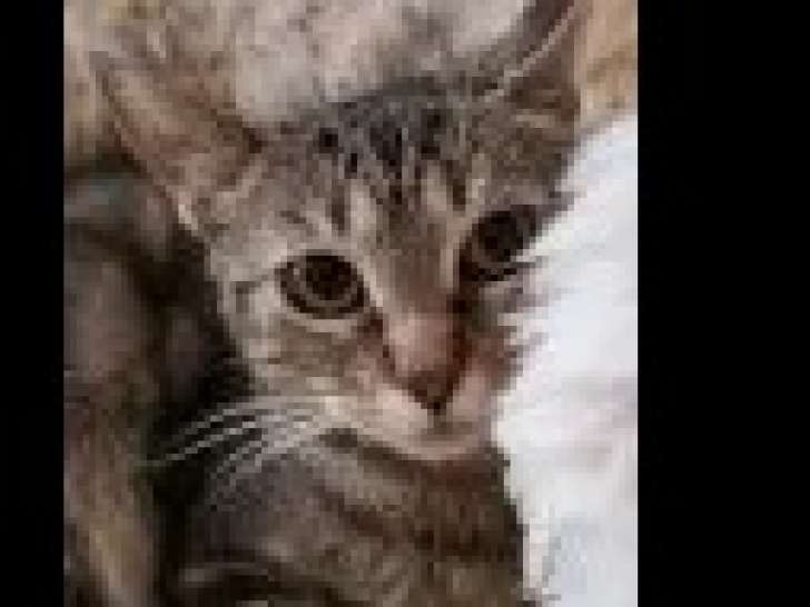 À accueillir, chat âgé de 5 ans