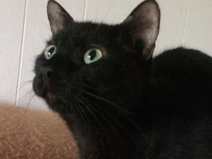 En quête d'un foyer, chat de 11 ans