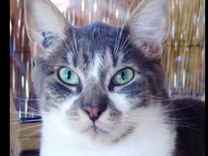 Adoption disponible : chat de 12 ans