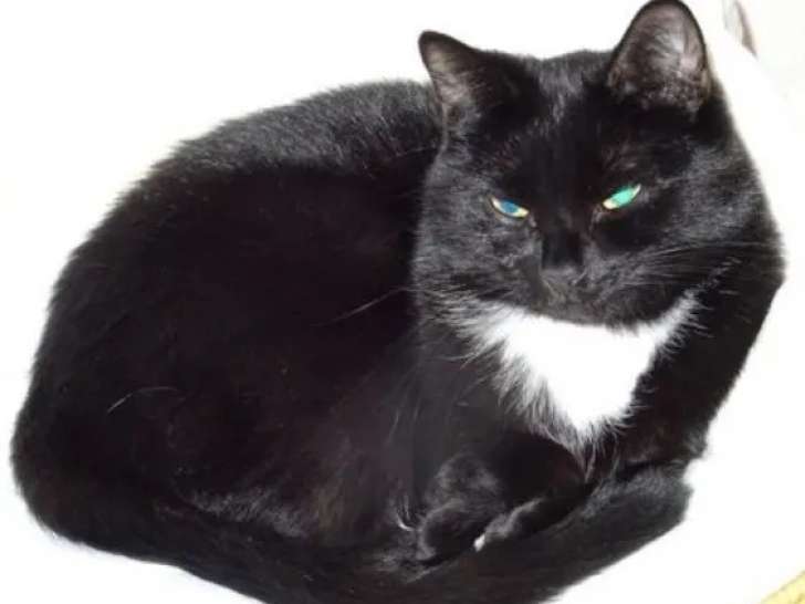 À la recherche d’un foyer : chatte au pelage noir