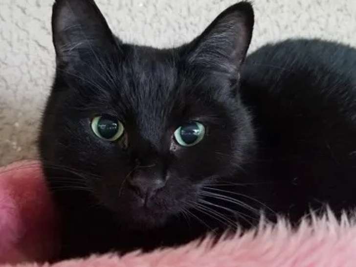 À adopter : chat âgé de 13 ans