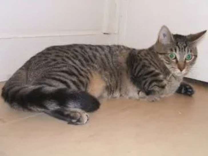Disponible à l'adoption : chatte adulte tigrée