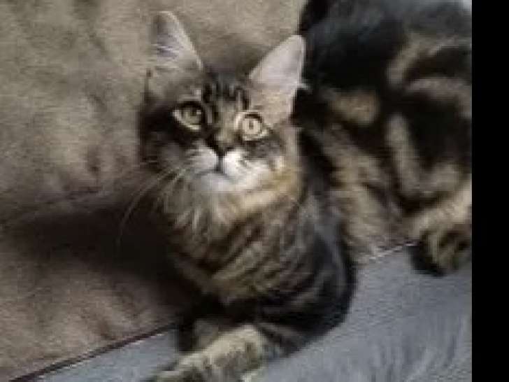 En attente d’adoption : chat d'un an
