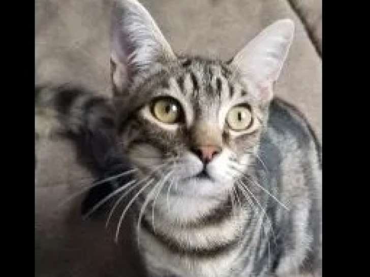 Prête pour l’adoption : chatte tigrée grise