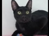 À adopter, chat de couleur noire