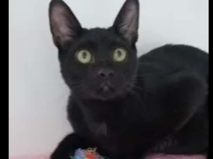 À adopter, chat de couleur noire