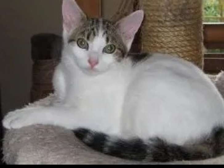 En attente d'une famille : chatte de 2 ans