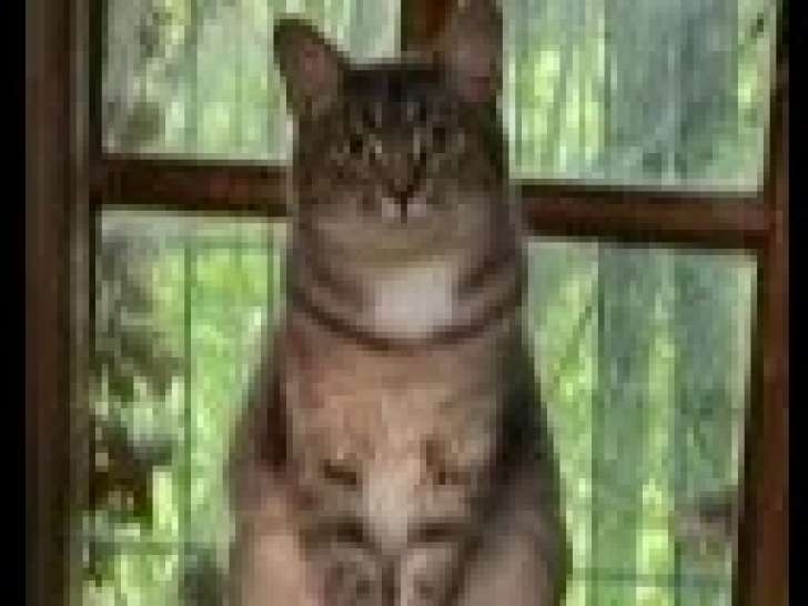 En quête d'une famille : chatte au pelage tigré