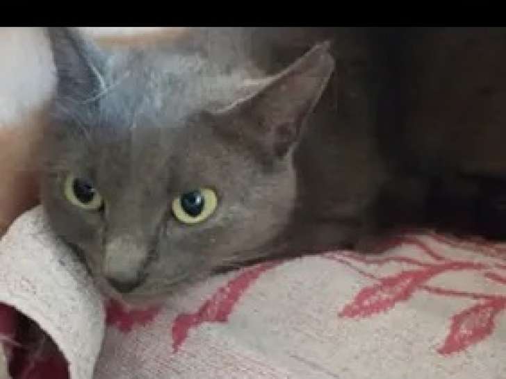 Chatte de 4 ans à adopter