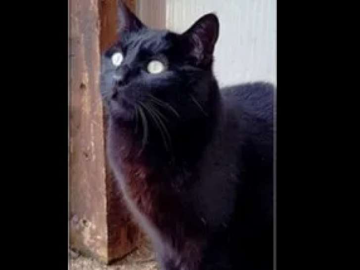 Chatte noire disponible à l'adoption