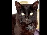 Chat adulte en attente d'adoption