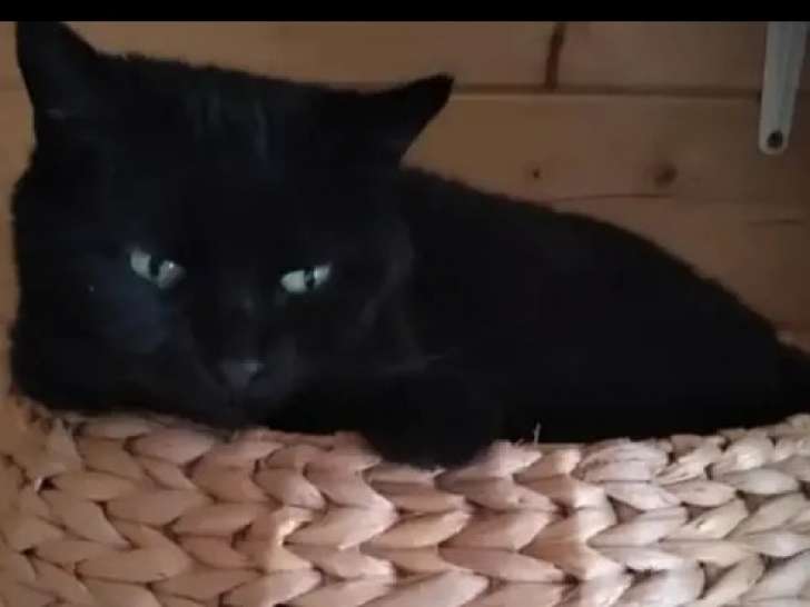 Chatte de 13 ans prête pour l'adoption