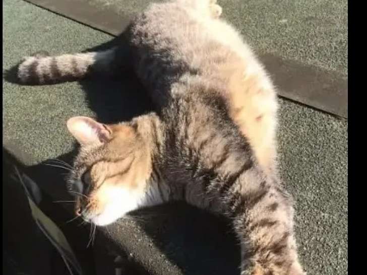 Chatte tigrée en attente d'une famille
