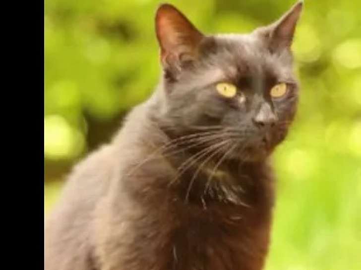Chat âgé de 12 ans à accueillir
