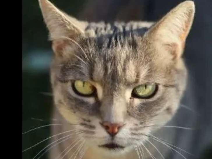 Chatte de 16 ans en quête d’une famille