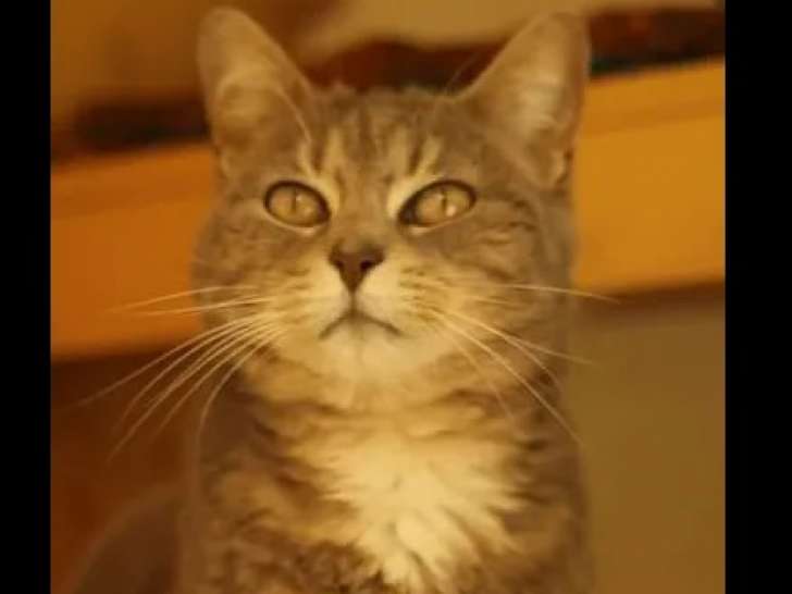 Adoption disponible : chatte adulte