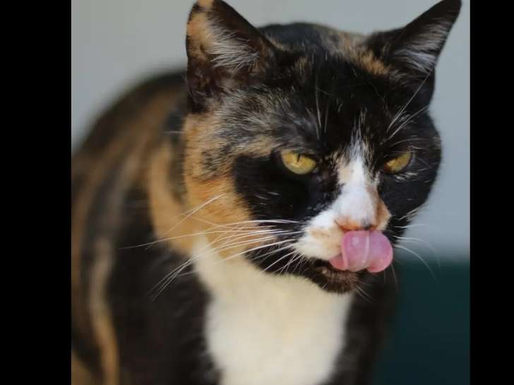 Chatte tricolore à la recherche d’un foyer