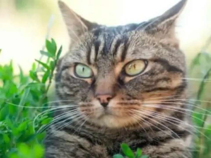 Disponible à l'adoption, chat adulte tigré