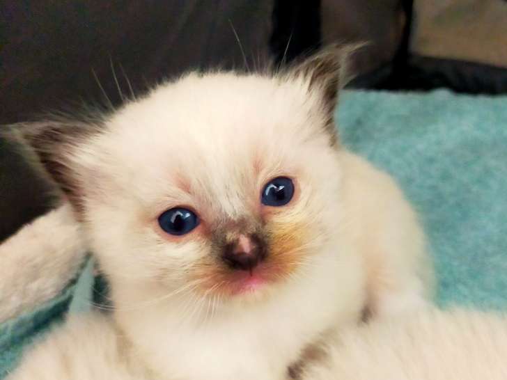 Chatons Ragdoll LOOF à réserver