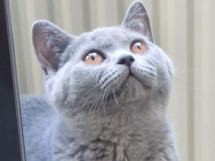 Chatons British Shorthair bleus à vendre
