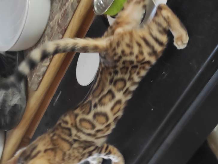 Chaton Bengal à vendre