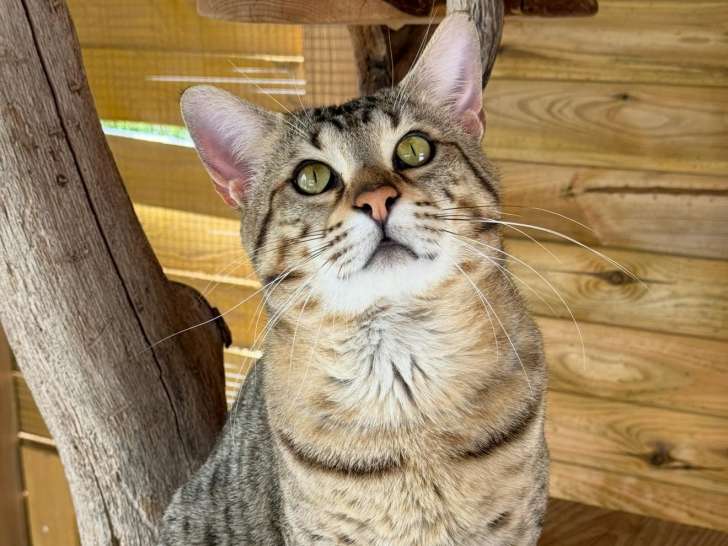 Mâle Savannah F6 LOOF à vendre